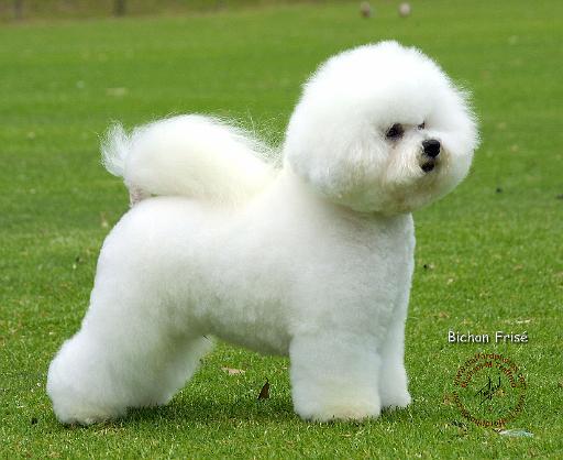 Bichon Frise 9F85D-16.JPG